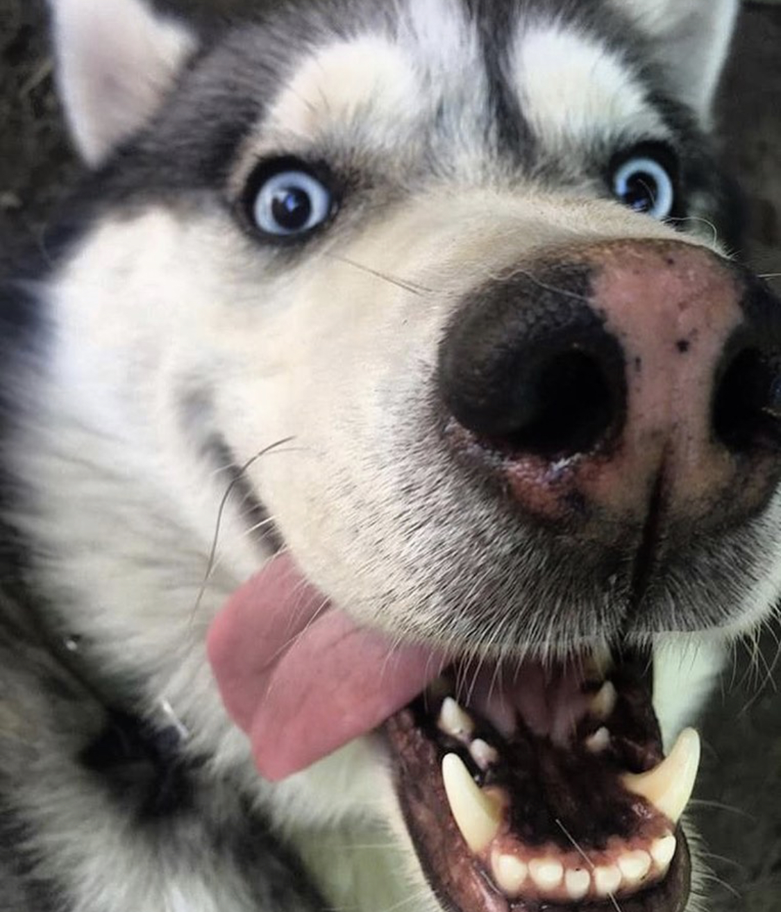 A Husky smiling with its tongue sticking out on the side of its mouth
