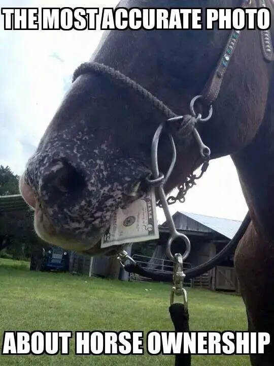 Funny Horse Meme of a horse chewing a dollar and a text 