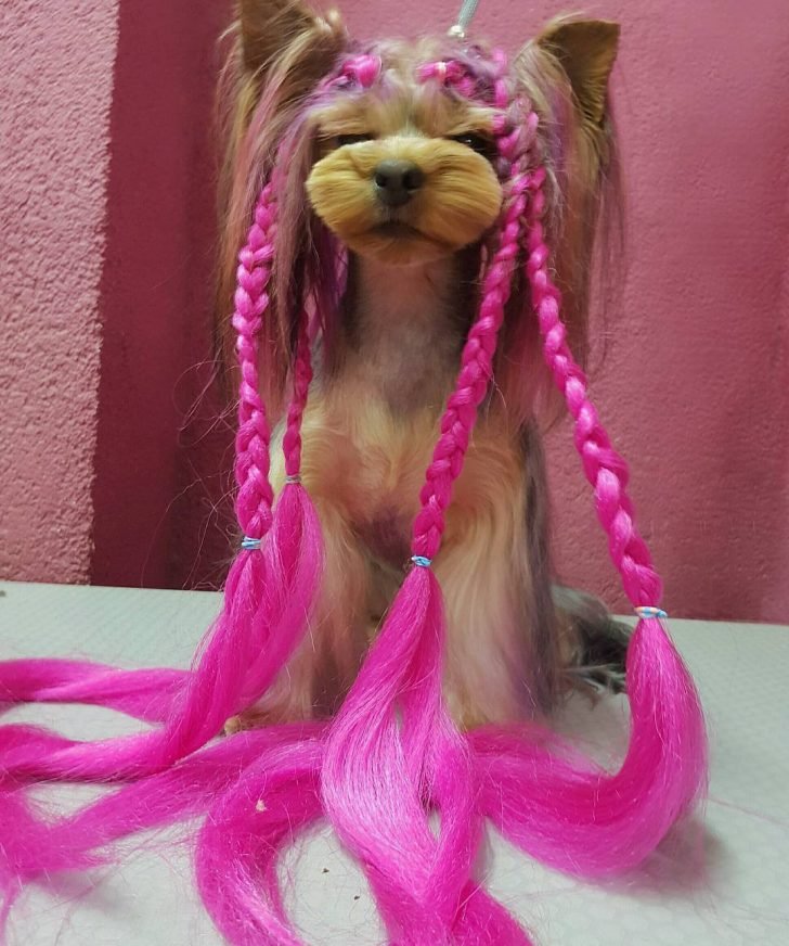 Yorkshire Terrier sitting on the table fresh from haircut with pink long braids