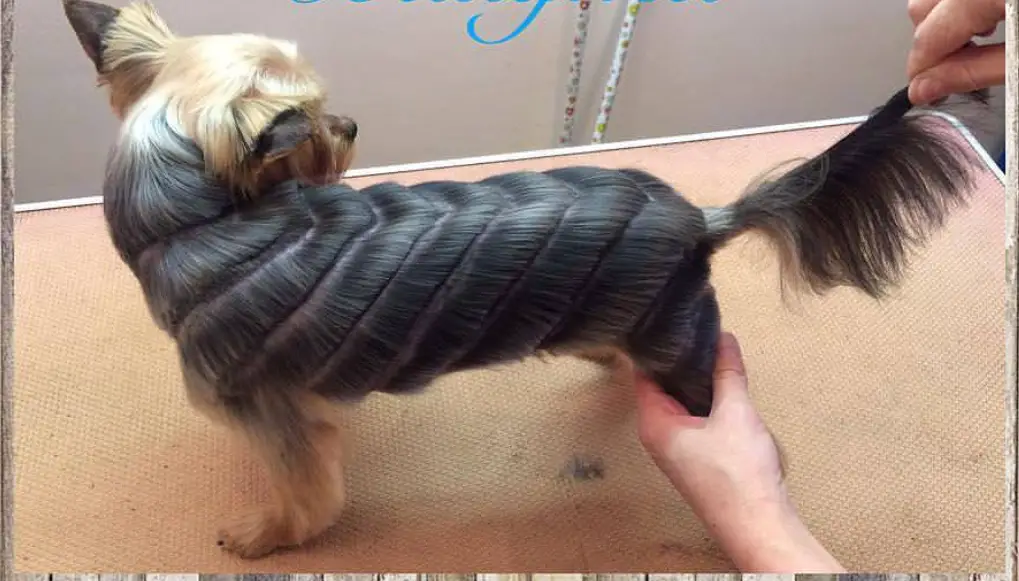 A Yorkshire Terrier in aztec pattern haircut while standing on top of the grooming table