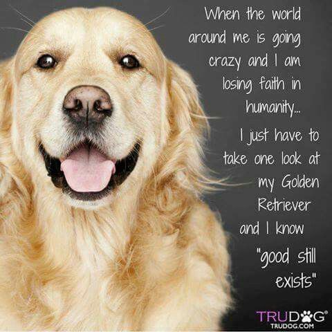 a smiling Golden Retriever with a quote - when the world around me is going crazy and I am losing faith in humanity... I just have to take one look at my Golden Retriever and I know good still exists.