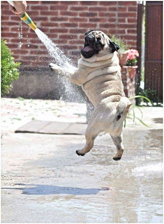 Pug playing with water