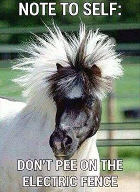 Funny Horse Meme of a horse with funky hair and a text 