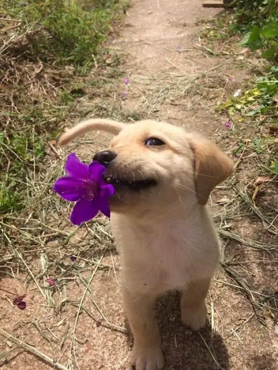 A Golden Retriever puppy with a purple flower in its mouth