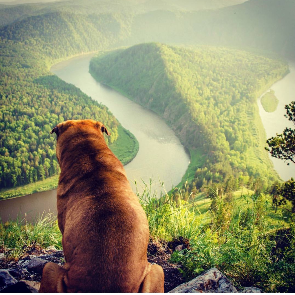 A Shar-Pei sitting on top of the mountain with the view of the river in front of him