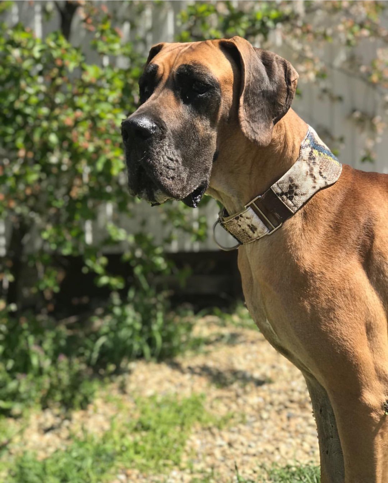 A Great Dane in the garden standing sideways