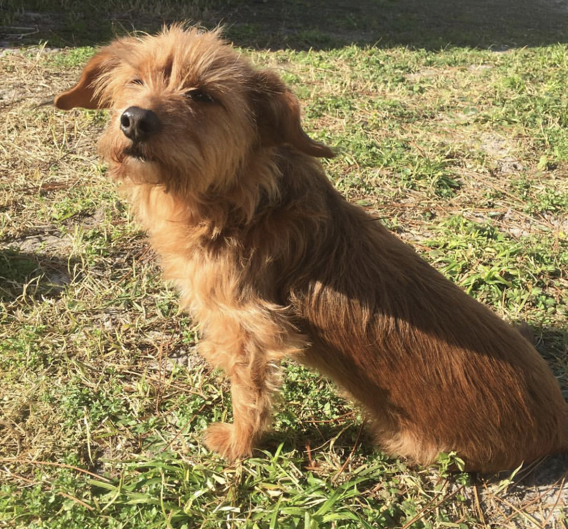 A Yorkshund sitting on the grass