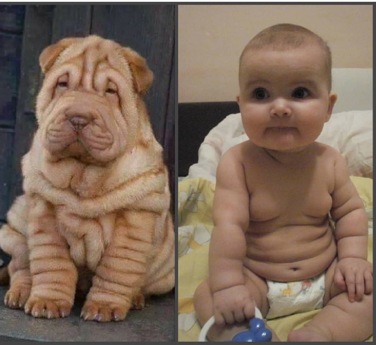 A Shar-Pei puppy sitting on the floor photo next to a photo of a child sitting on the bed showing its belly rolls