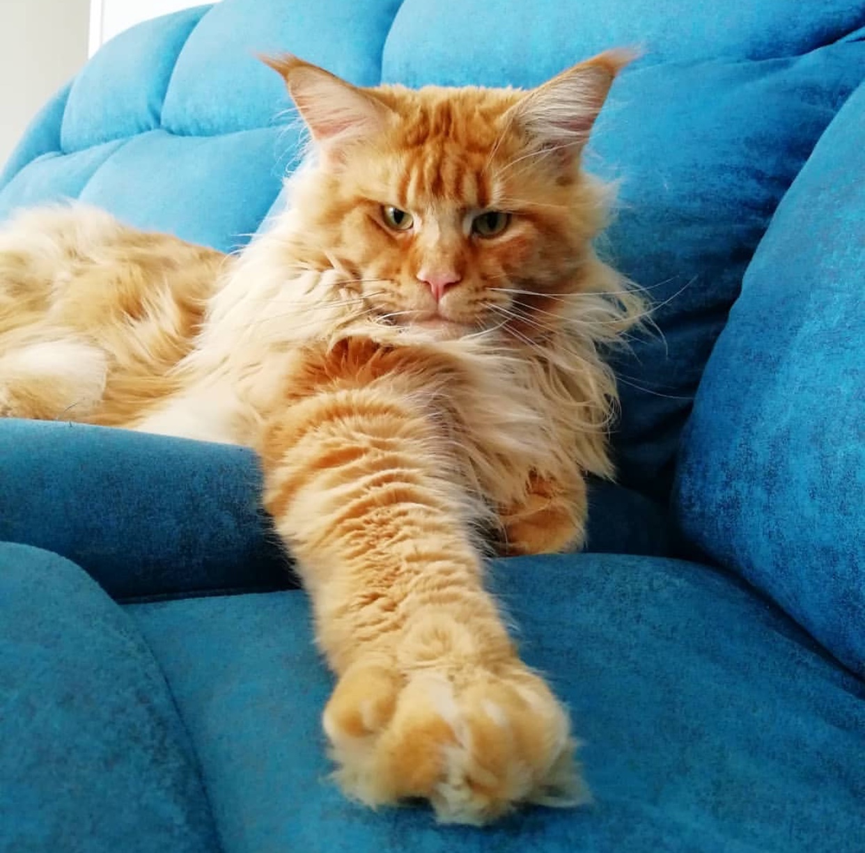 Maine Coon Cat lying on top of the blue couch with its one paw forward