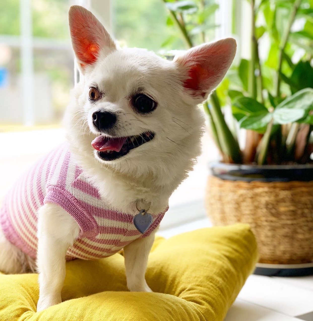 Chihuahua wearing a pink and white triped sweater while sitting on top of a pillow