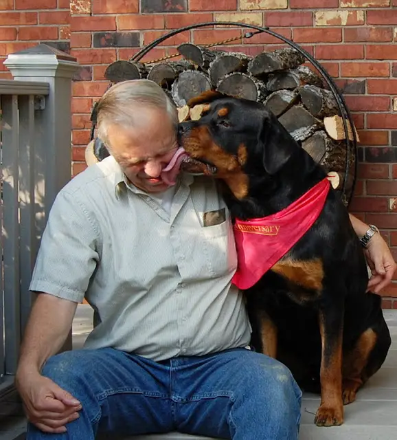 A Rottweiler licking the face of a man sitting next to him