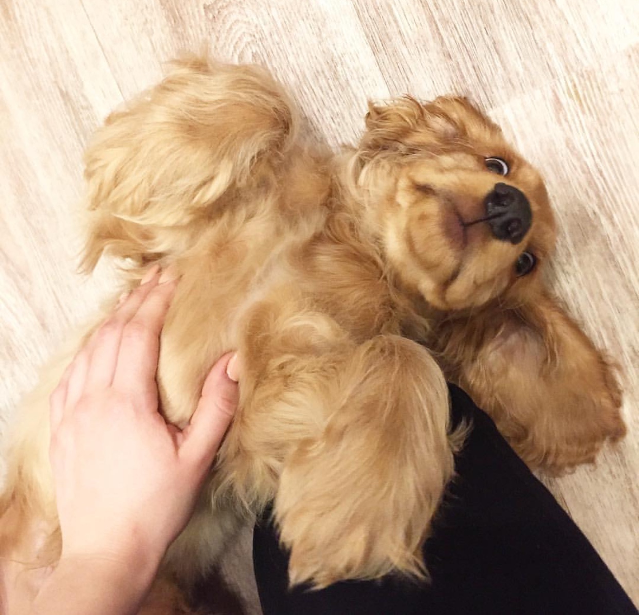 A English Cocker Spaniel puppy lying on the floor while getting belly rubs from a woman kneeling on the floor