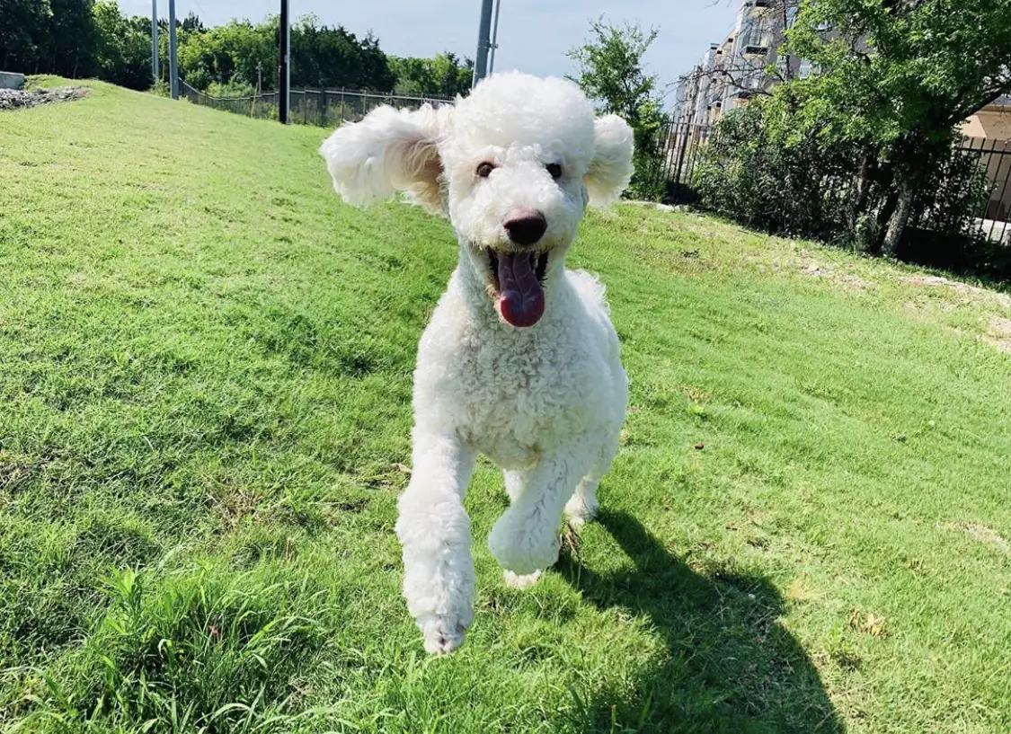 A Poodle running in the yard with its mouth wide open and tongue out