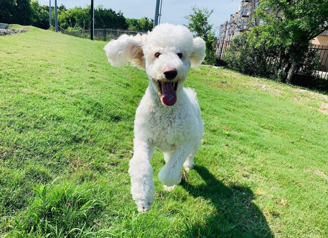 A Poodle running in the yard with its mouth wide open and tongue out