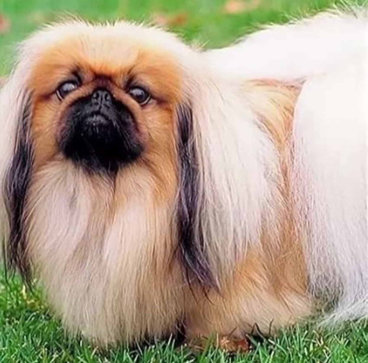 A Pekingese standing in the grass
