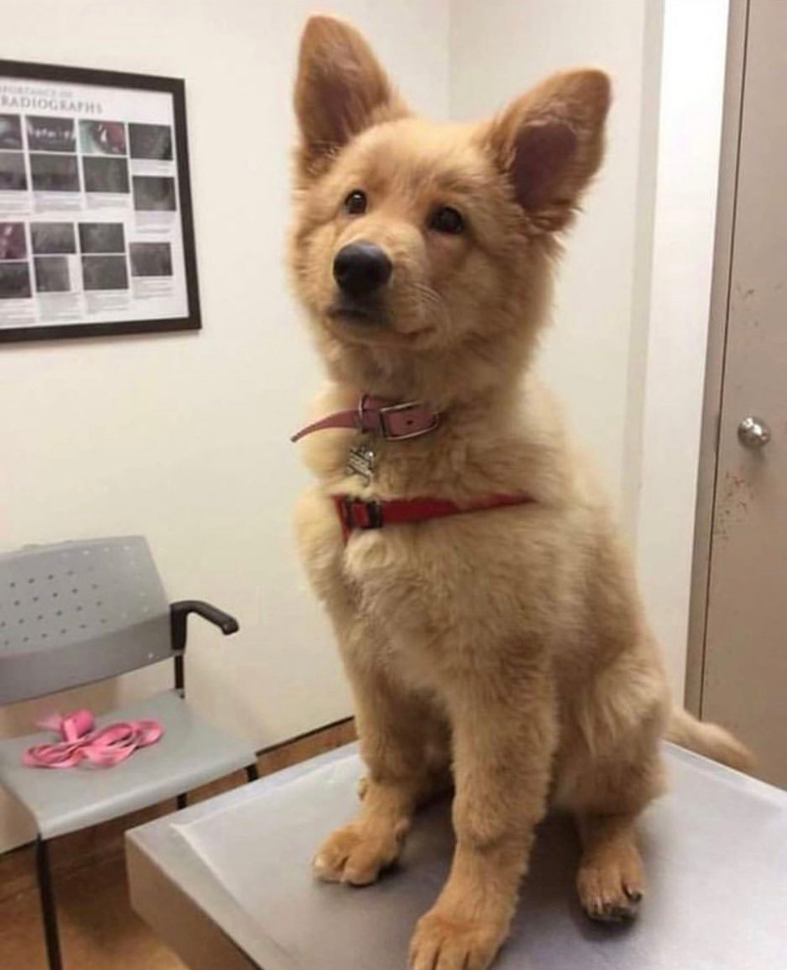 A Sheptriever sitting on the top of the table