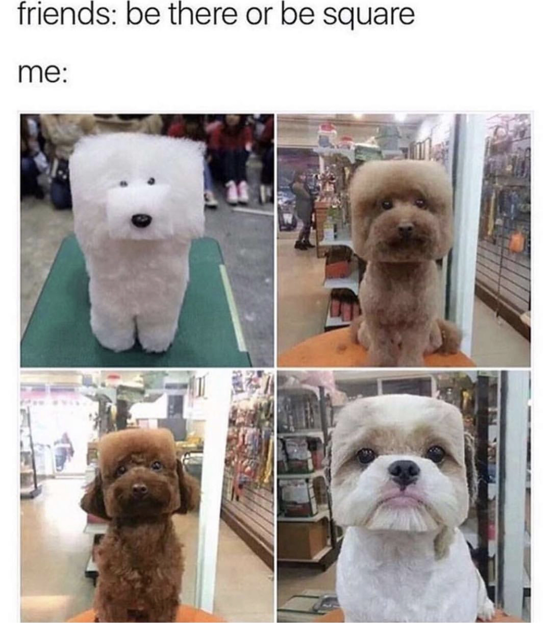 photos of four Poodles in their square face hairstyle while sitting on top of a grooming table with caption- Friends: be there or be square. Me:...