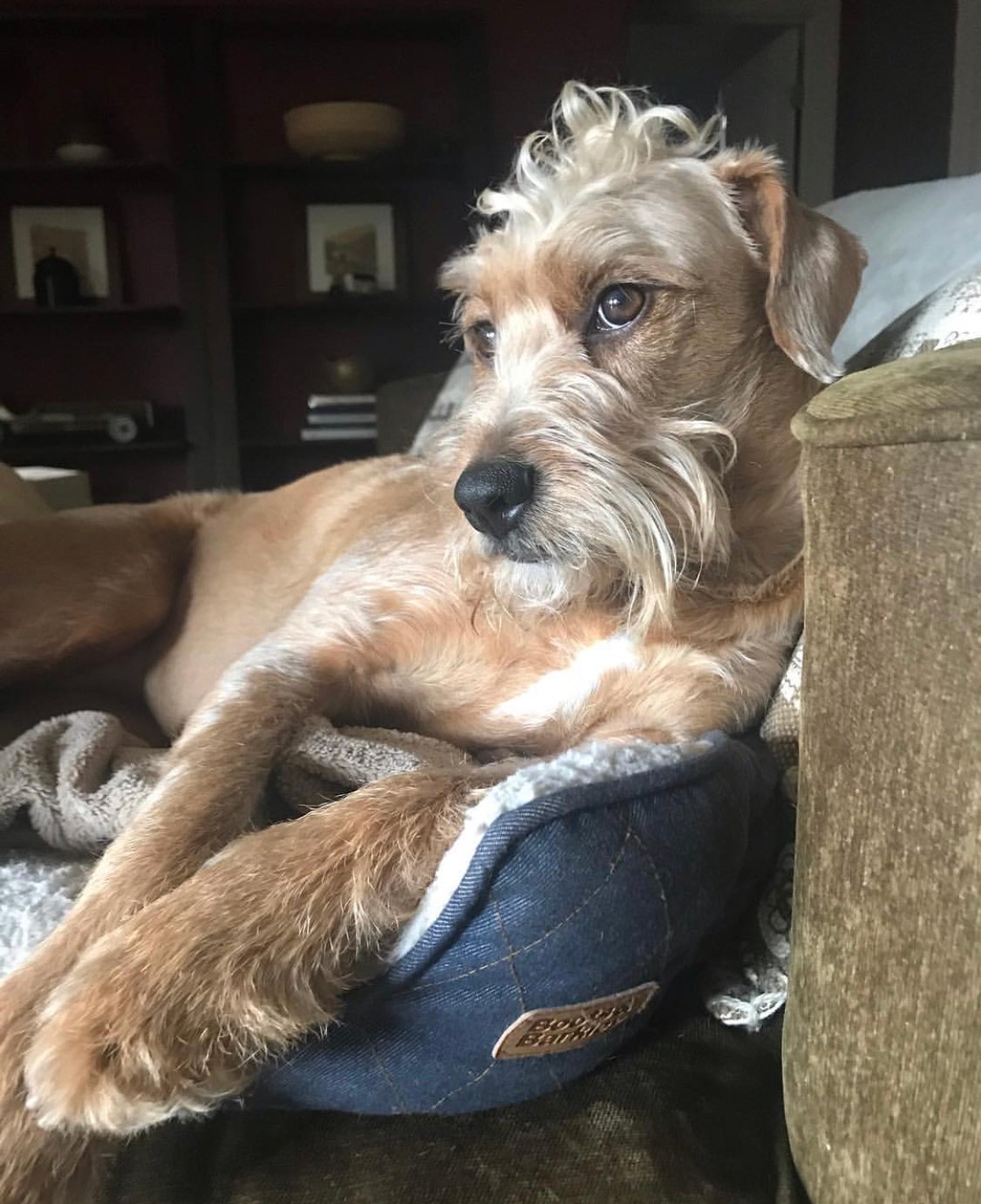 Poodxer resting in its bed