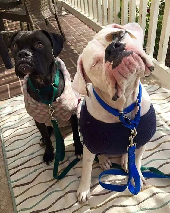 two Boxer wearing their sweater while sitting in the balcony