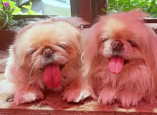 two Pekingeses lying by the window sill while smiling with their tongues out
