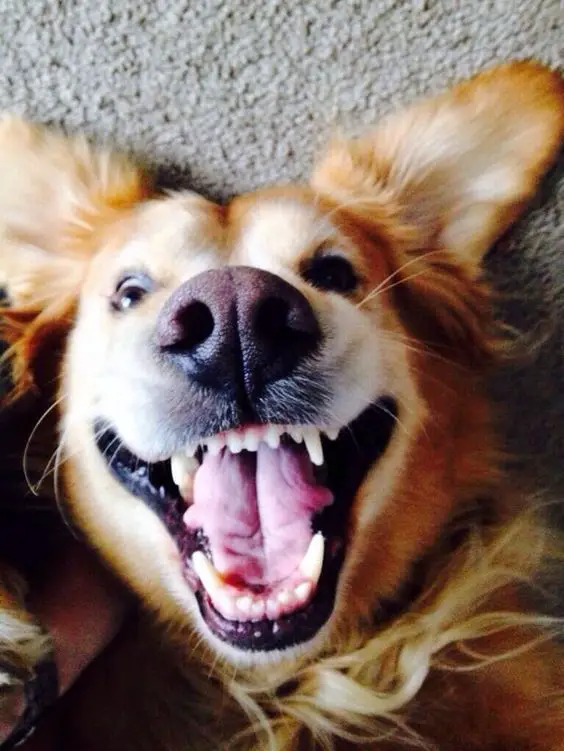 A Golden Retriever lying on the floor with its big smile