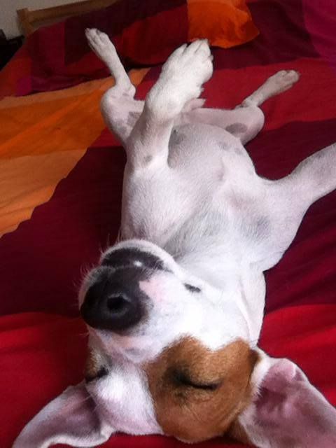 Jack Russell lying on its back while sleeping on the bed