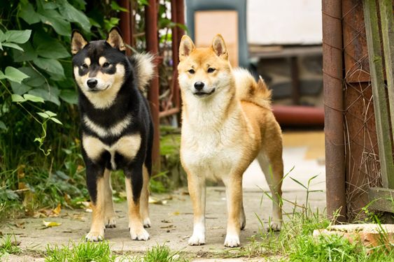 two Shiba Inus standing beside each other in the garden