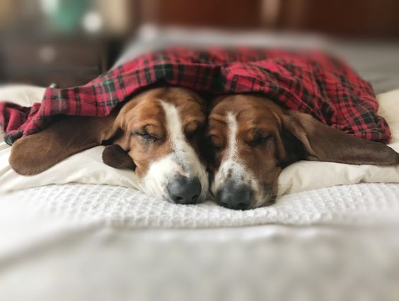 two Basset Hound sleeping next to each other on the bed under the blanket