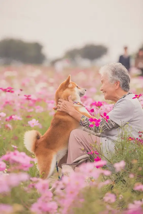 Shiba Inus dog with a grandma in the field of pink flowers