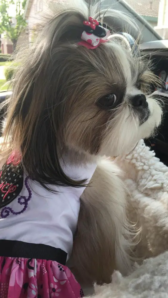 Shih Tzu wearing a cute dress with a pony tail on top its head inside the car