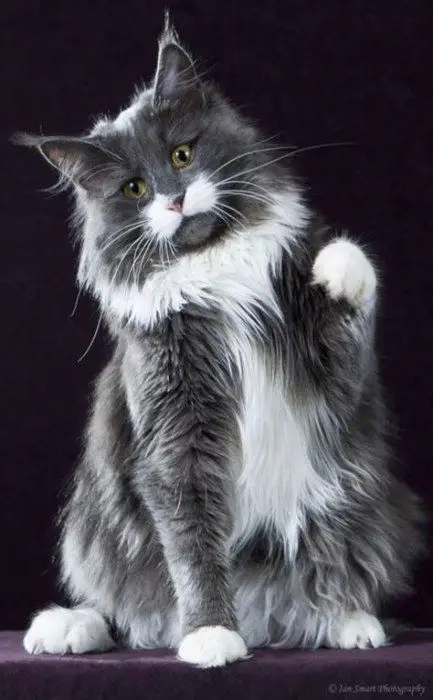 Maine Coon cat sitting on a chair with a black background