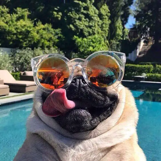 Pug wearing sunglasses