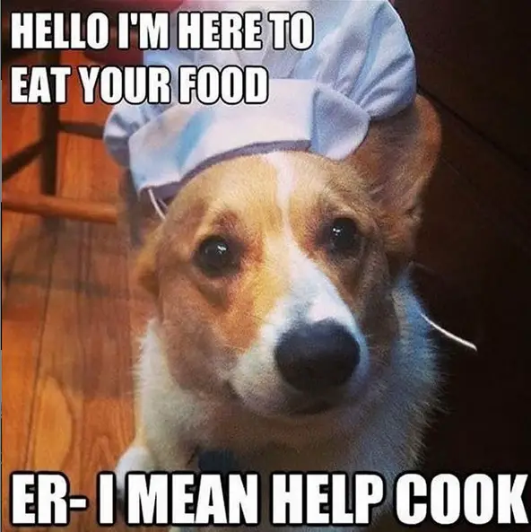 photo of a Corgi wearing chef hat while sitting on the floor and with text - Hello, I'm here to eat your food er- I mean help cook