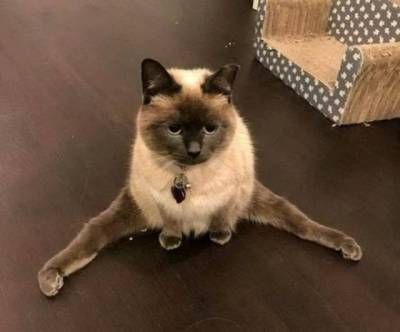 Siamese Cat sitting with its legs spread out on the floor