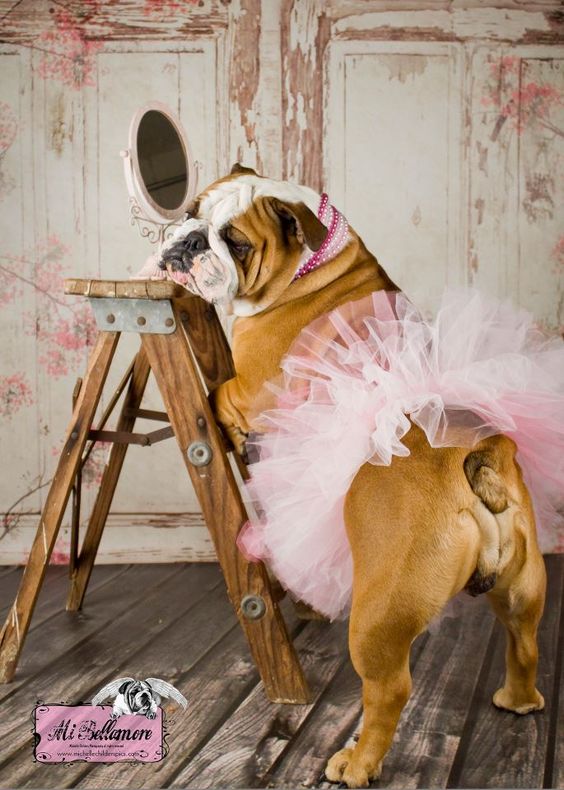 English Bulldogs wearing a cute pink tutu