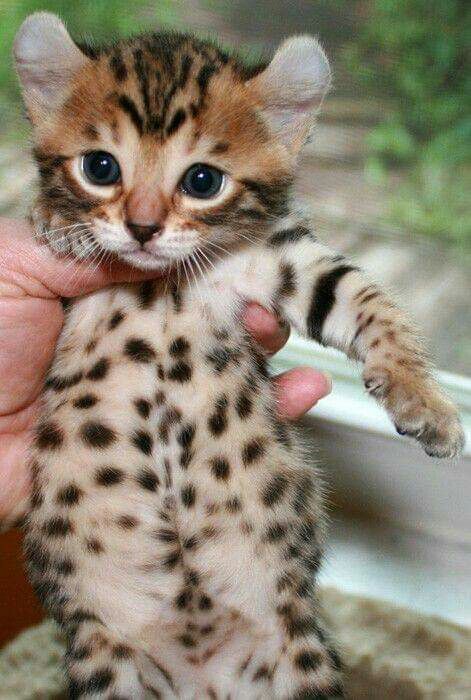 A Bengal kitten being held by a person by the window