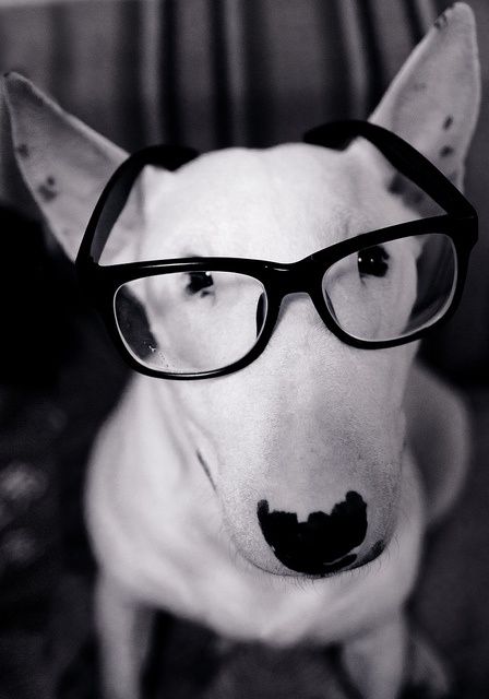 black and white photo of an English Bull Terrier wearing glasses