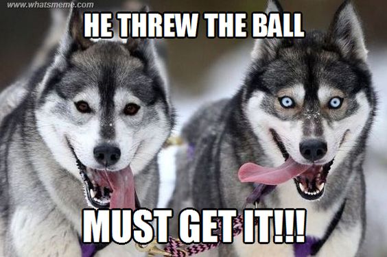photo of two Husky with text - He threw the ball. Must get it!!