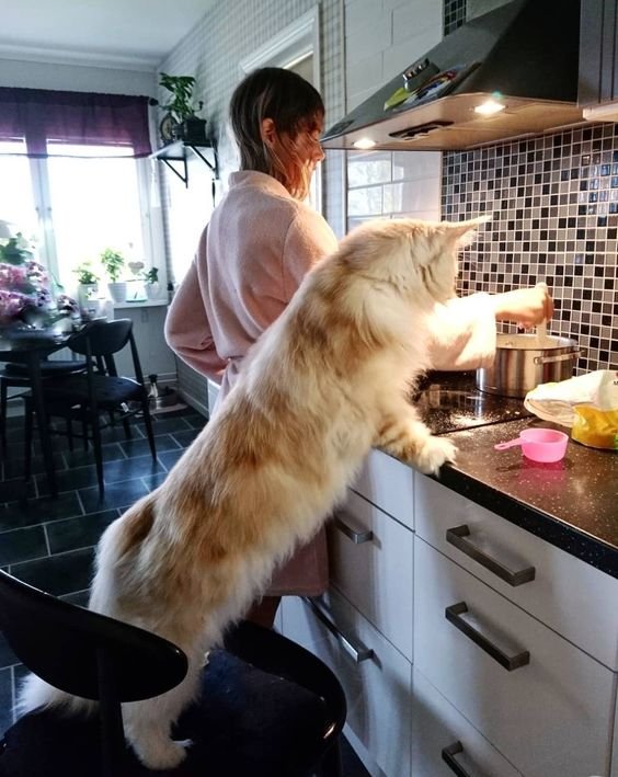 Maine Coon Cat in the kitchen looking at what its owner is cooking