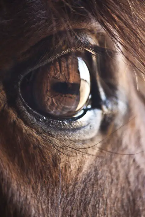 close up picture of a horse