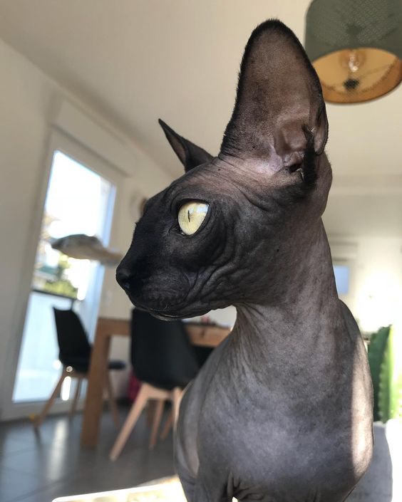 A black Sphynx Cat standing by the window while looking sideways