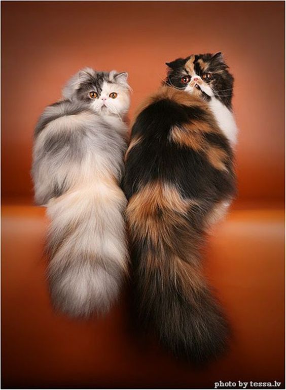 two Persian Cat sitting while looking back