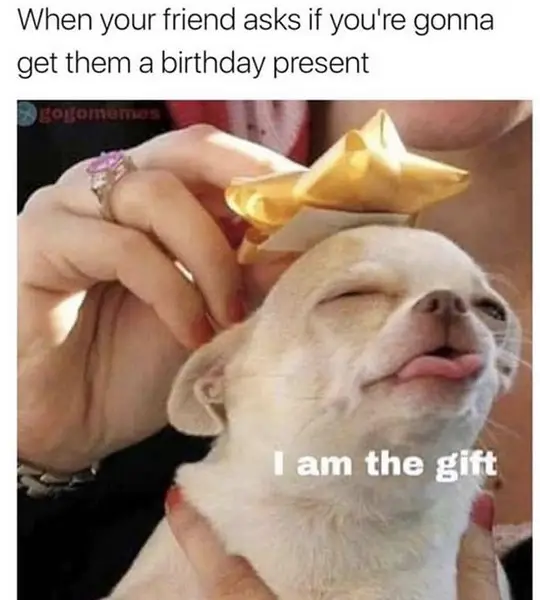 lady putting a gold ribbon on top of a white Chihuahua's head with a text 