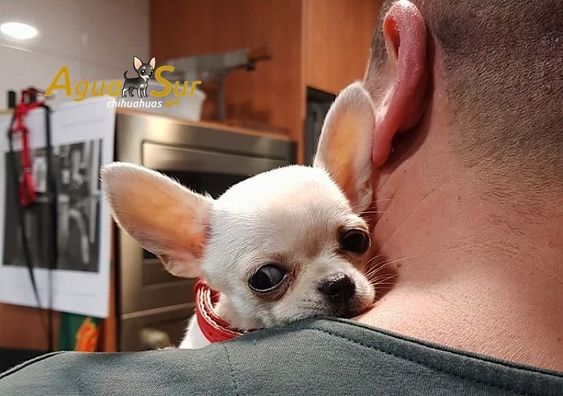 Chihuahua snuggled up in its owner's neck