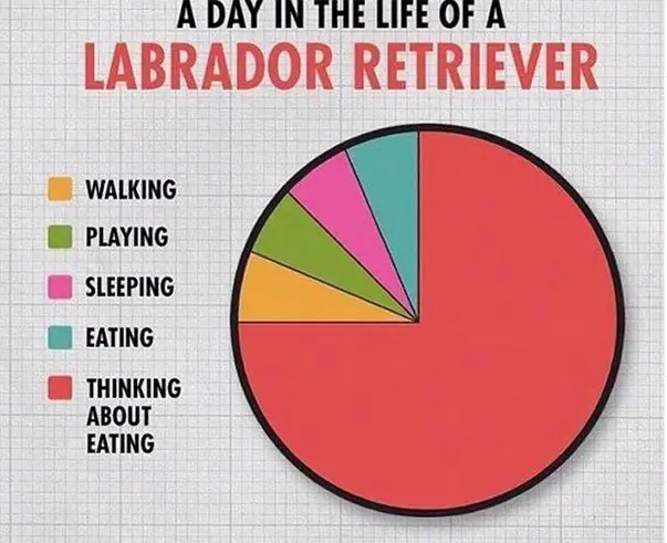 a pie chart with title - A day in the life of a Labrador