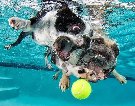 two dogs catching the ball in the water