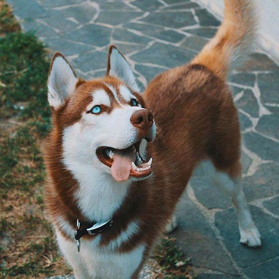 A Husky standing on the pavement while looking up with its tongue sticking out on the side of its mouth