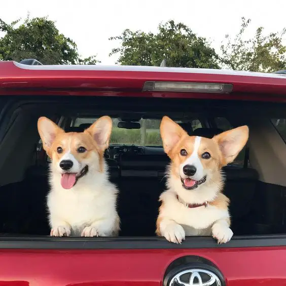 two Corgis on the car trunk