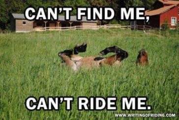 Funny Horse Meme with a lying horse in the green grass and a text 