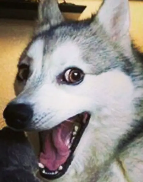 close up face photo of a smiling Husky